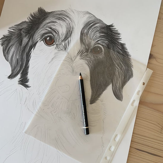 dog drawing timelapse video